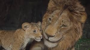 Mufasa: The Lion King